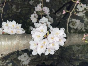 3月最終日