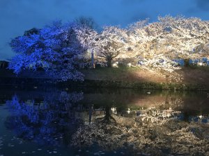 4月！めでたい季節！